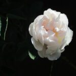 Pale Pink Wild Rose 7-2-20 #2
