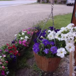 Office Flowers 8-23-23 #1